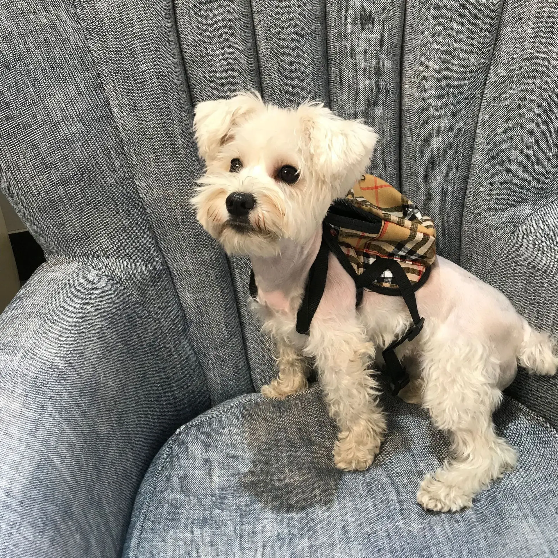 trisha yearwood pet backpack