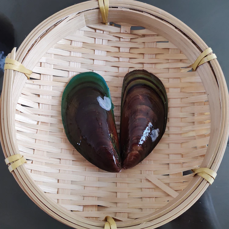 factory wholesale frozen green mussel with shell