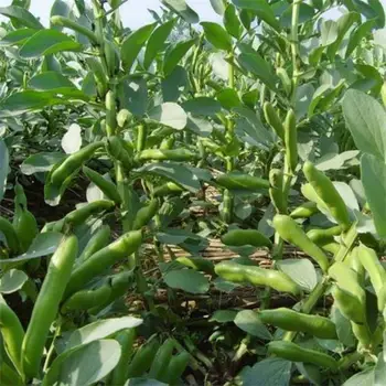 bean plant seeds images