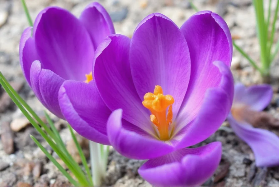 the stigma of saffron crocus