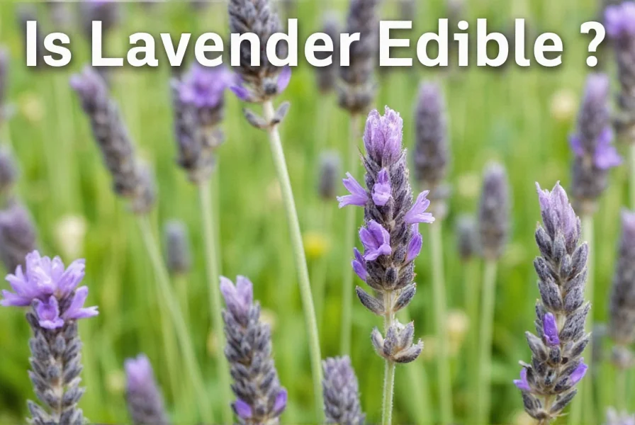 is lavender edible 7 surprising ways to use this pretty purple herb in your kitchen