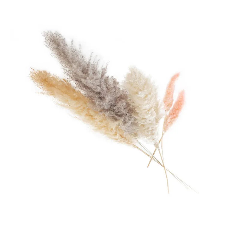 

Wholesale Natural Dried Pampas Grass Fluffy Lower Large Pampass Grass Decoration For Wedding Decorations