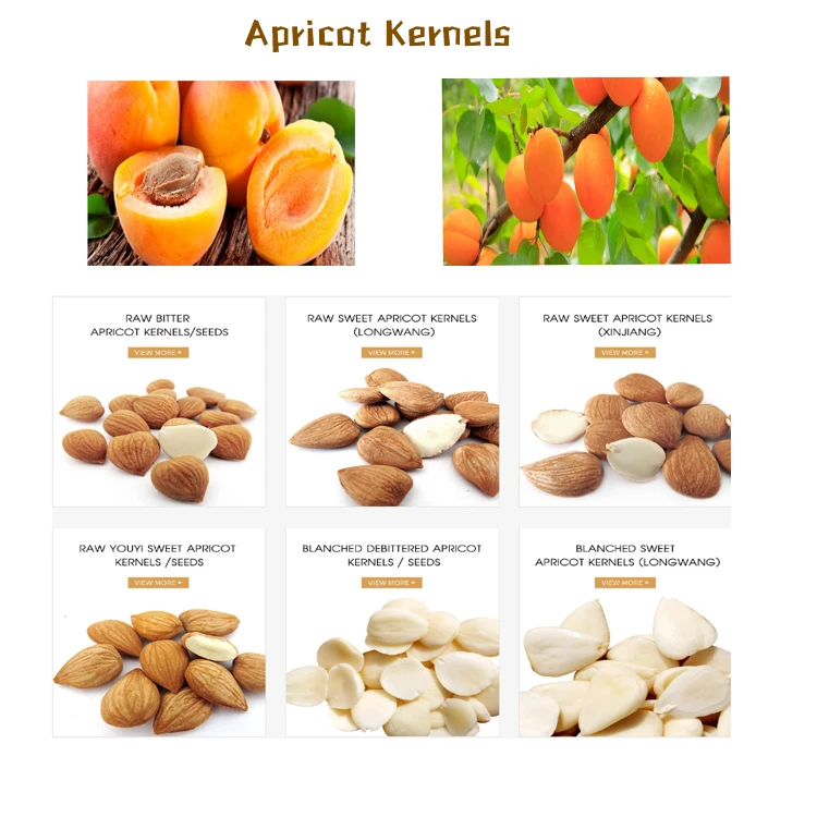 Sweet Apricot Kernels LongWang  In Wholesale