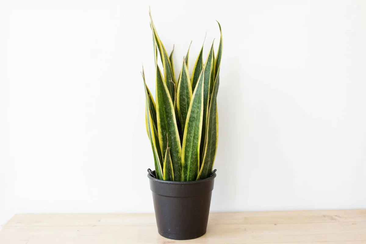 how much water do snake plants need