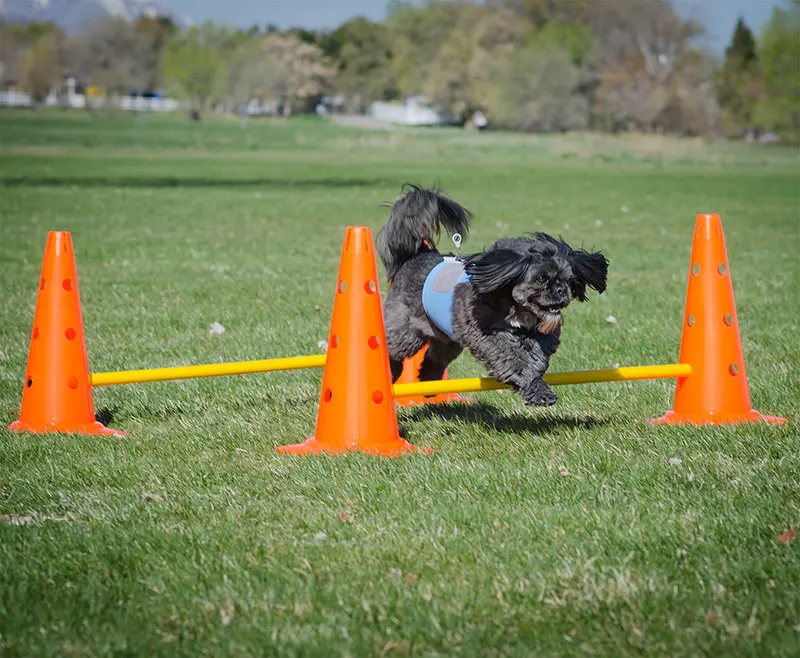 training cone 2.jpg