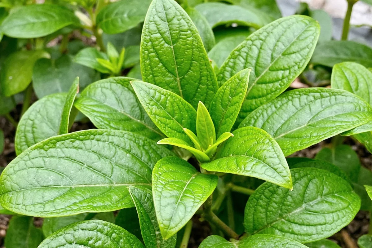 best dahlias for containers and low borders