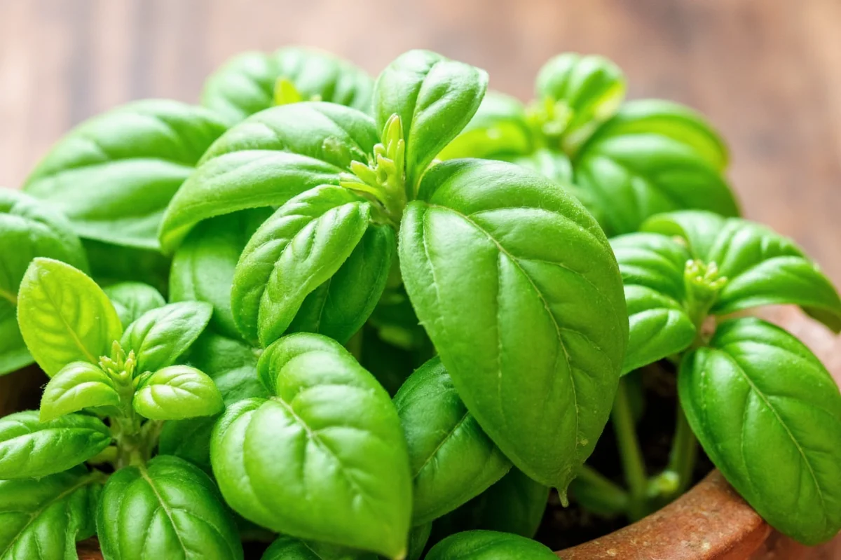 how often should i water a basil plant