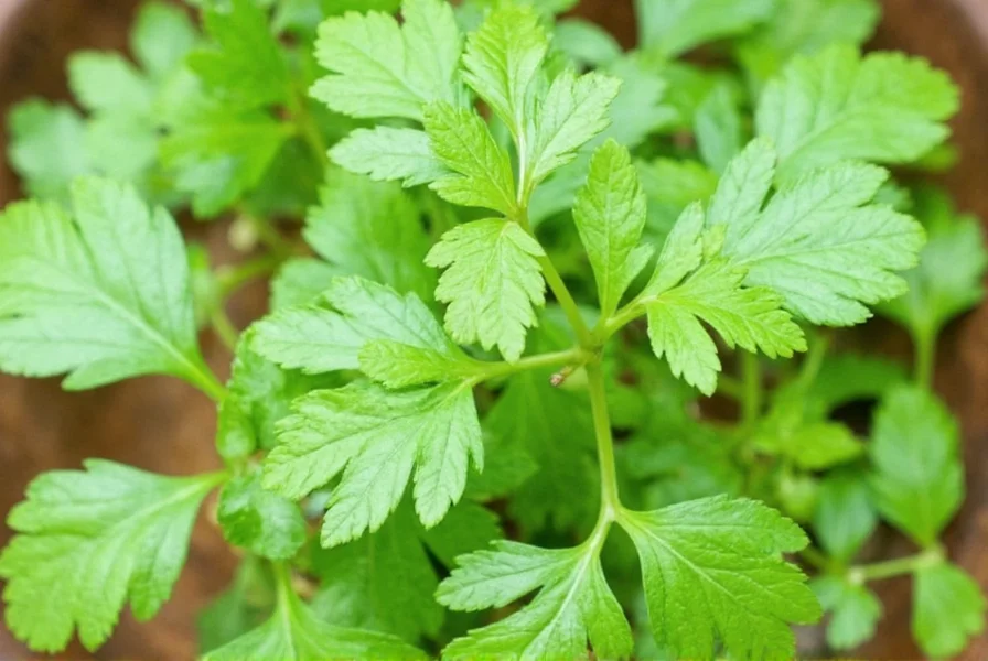 Cilantro lime rice