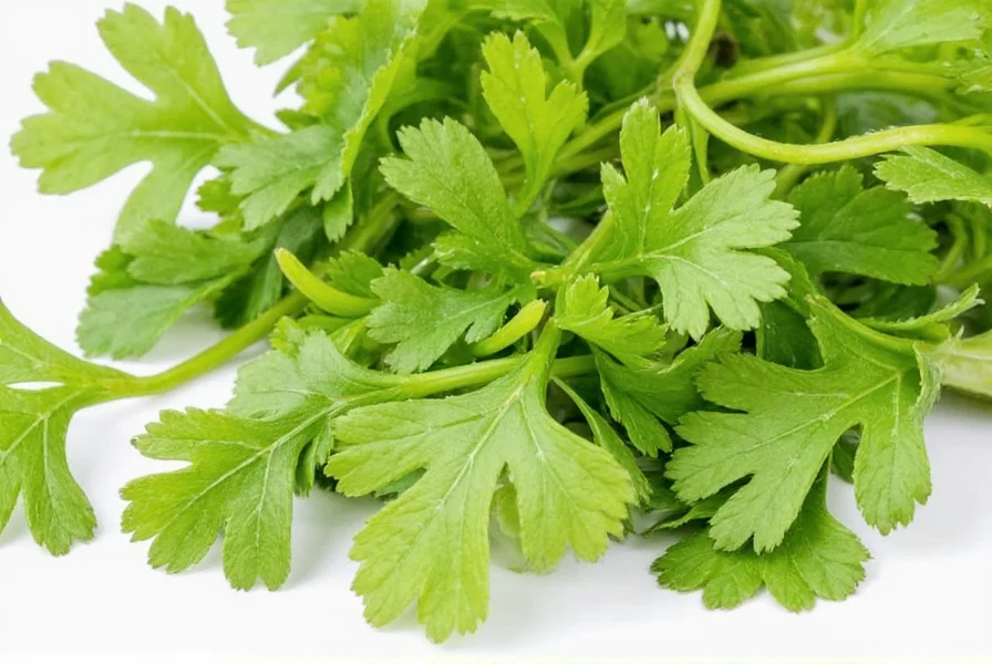 What Does Coriander Taste Like: Citrusy Herb with Soapy Notes