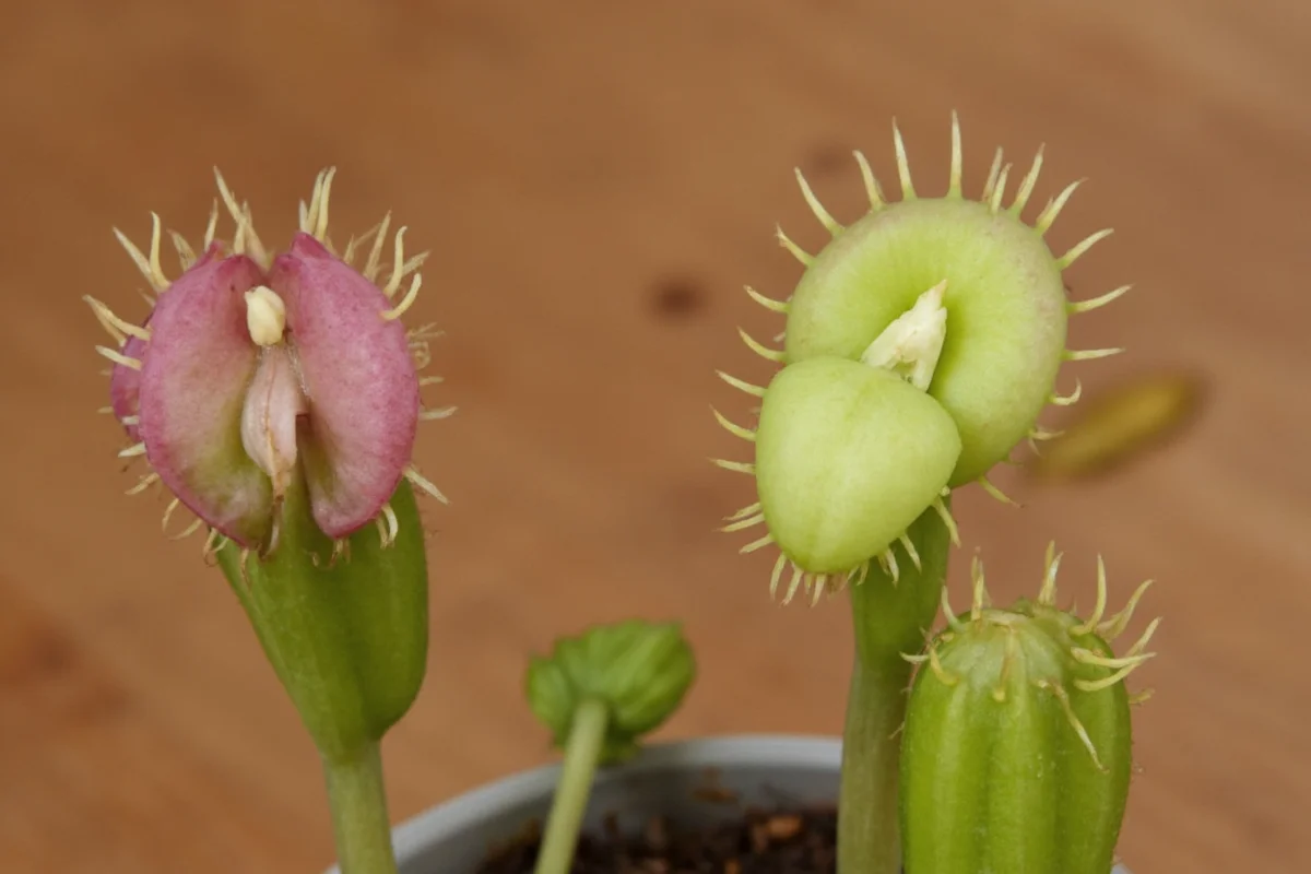 how to take care of a venus flytrap plant