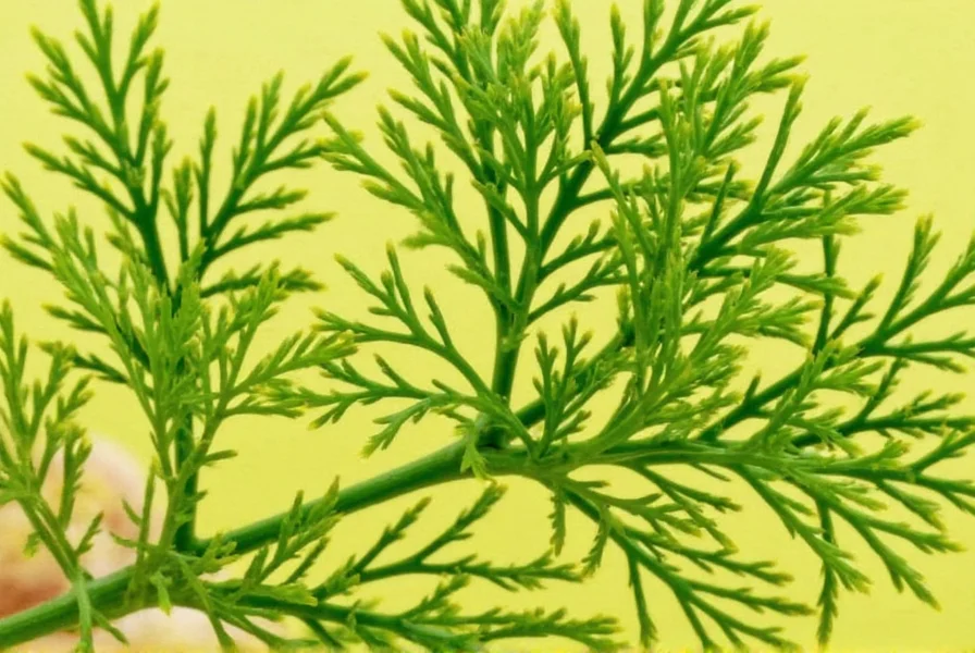 Dill Substitute List