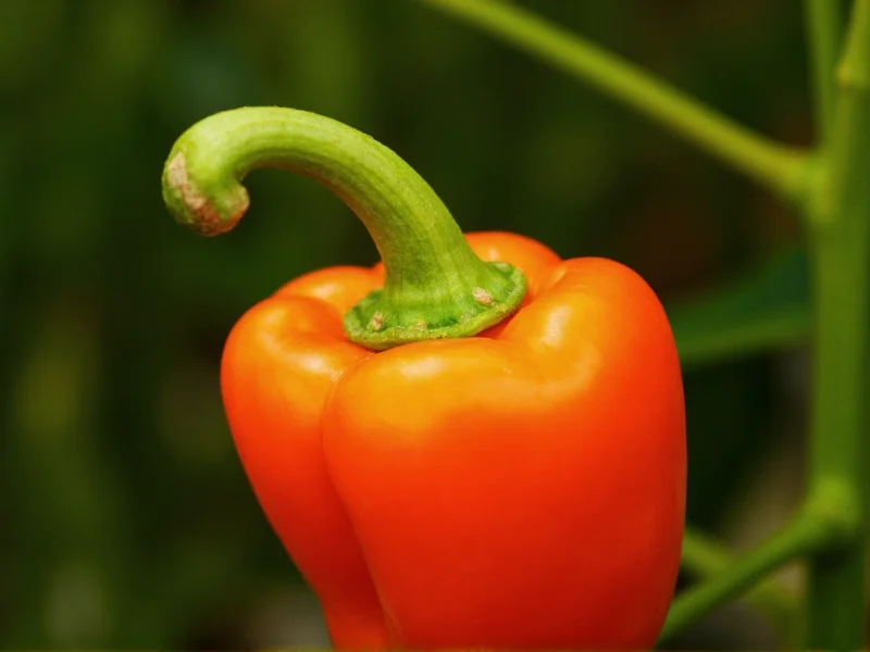 Head Pepper Explained: Anatomy, Varieties & Uses