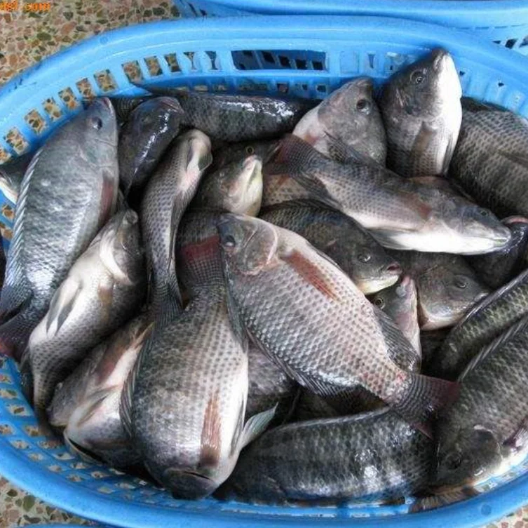 
China organic frozen tilapia fillets wholesale price 