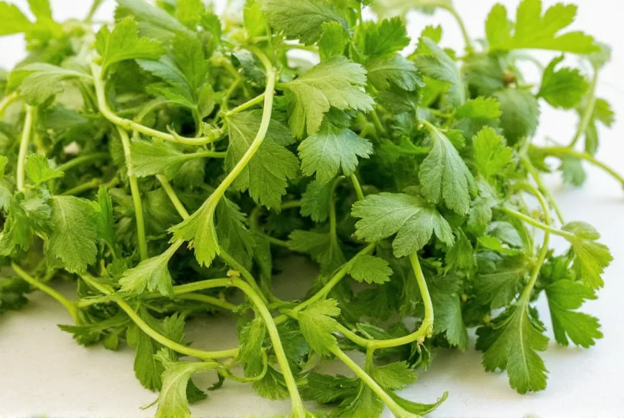 Fresh cilantro leaves versus dried coriander seeds comparison