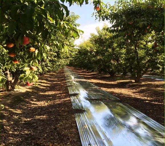 
silver metalized cpp/ solar reflective film for agriculture film rolls 