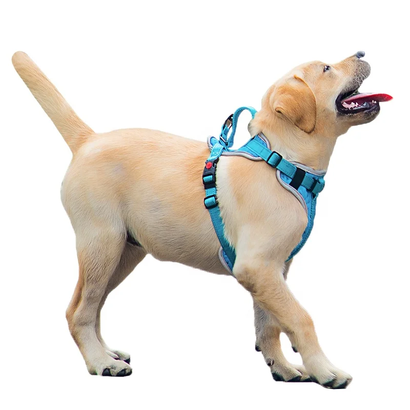 

Lorenzo ODM Arnes Para Perro M 25MMx65-75CM Dog Collar And Leash Set Accesorios Perros Collar Personalizado Dog Harness