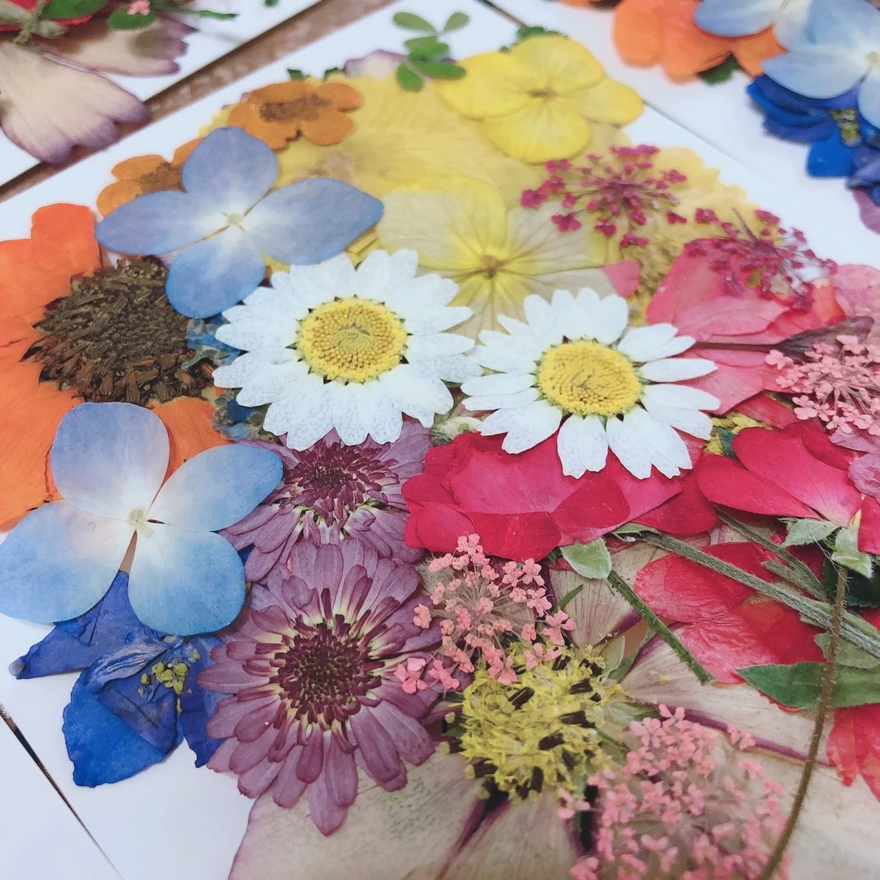 

M395 Wedding Card Making Craft Resin Art Scrapbooking Dry Flat Pressed Flower Art Mixed Pack Natural Real Dried Pressed Flower