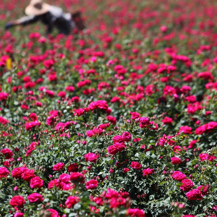 
OEM factory wholesale custom rose fragrance antiaging facial oil for skin care 