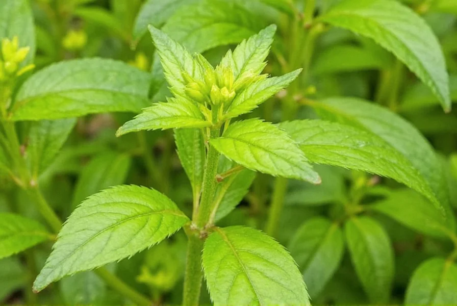 Close-up view of three mustard plant varieties showing white, brown, and black seeds with corresponding leaves and flowers