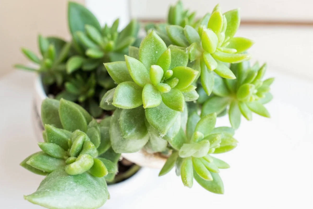 how to grow a succulent plant from a leaf