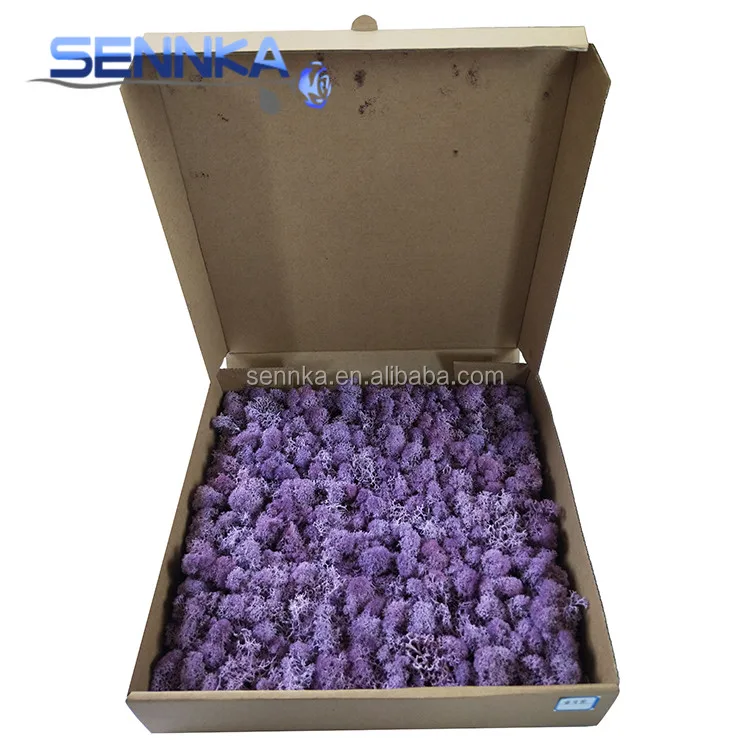 Bulk Dried Flowers White International Real Natural Preserved Roses