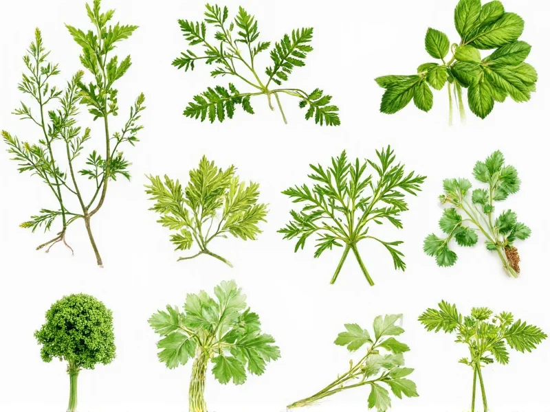 Main Herb Types: Culinary, Medicinal & Aromatic Varieties