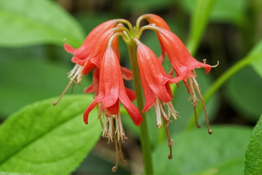 Wild Ginger: Facts, Safety, and Identification Guide