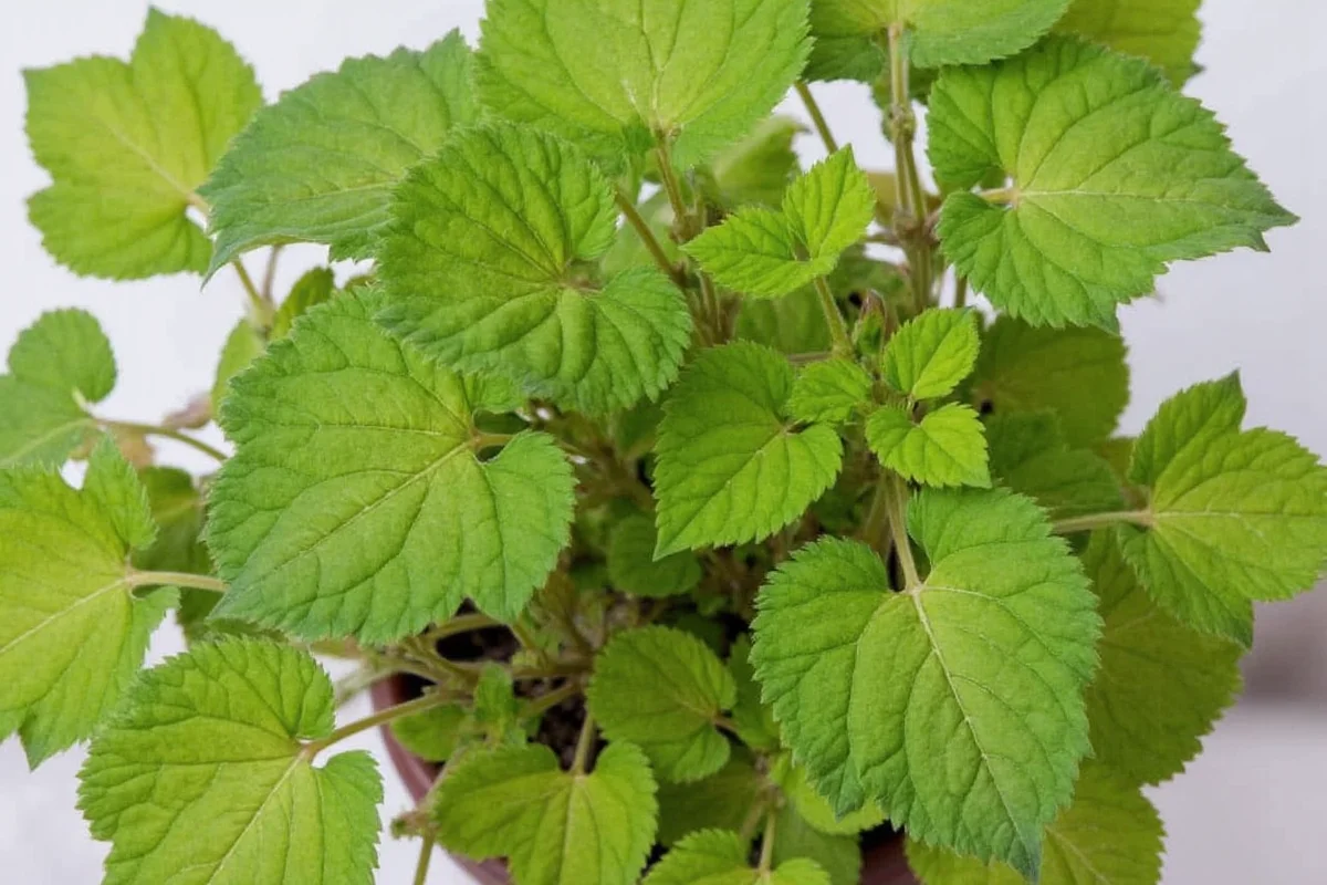 how to take care of a coleus plant