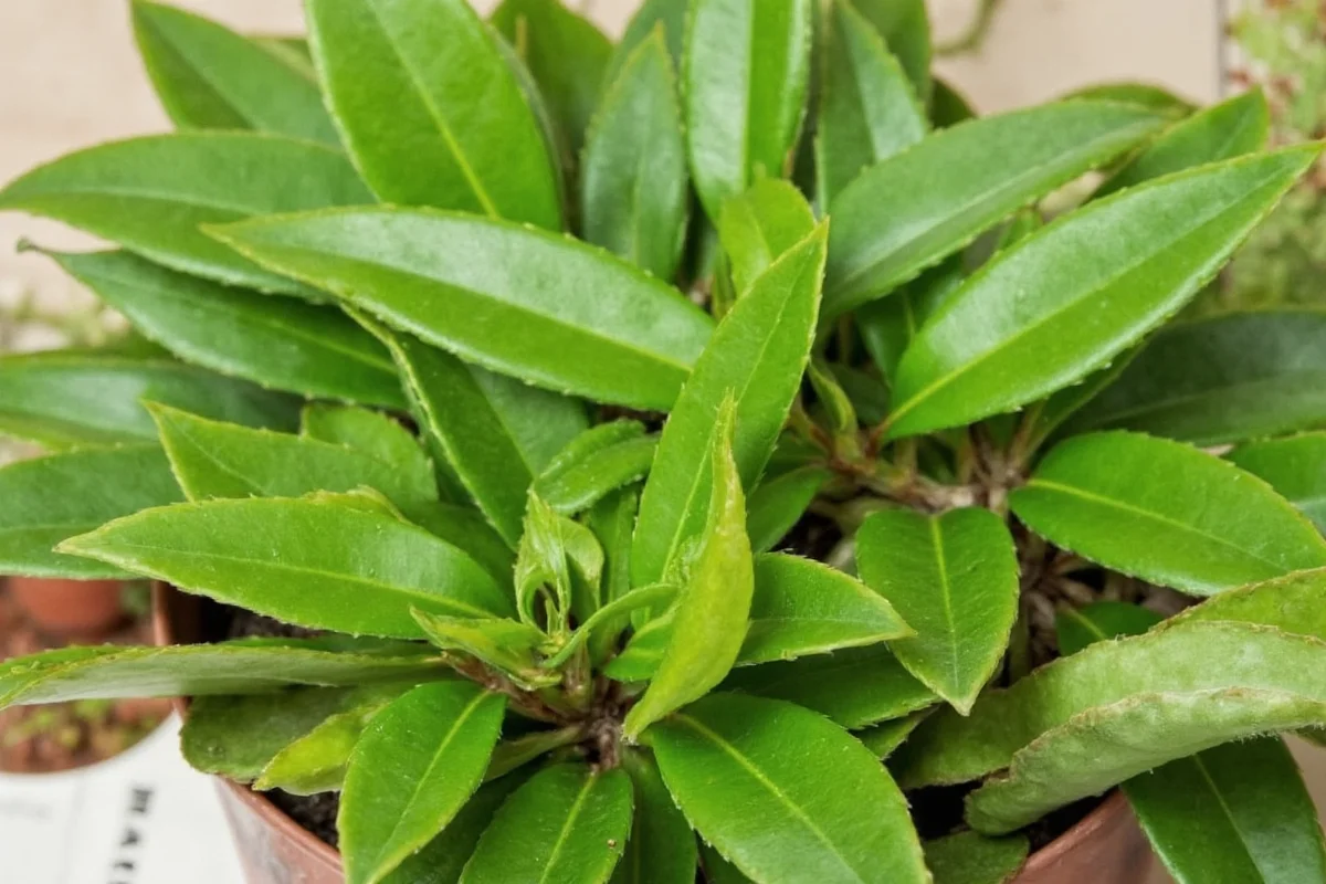 how to care for a calandiva plant