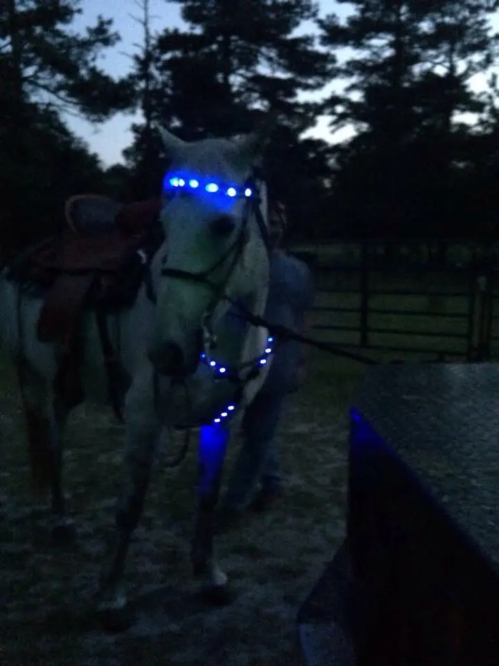 led horse items (7).jpg
