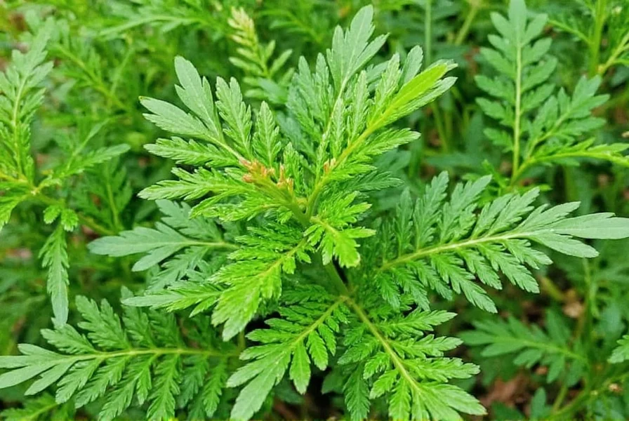 Dill Infused Oil