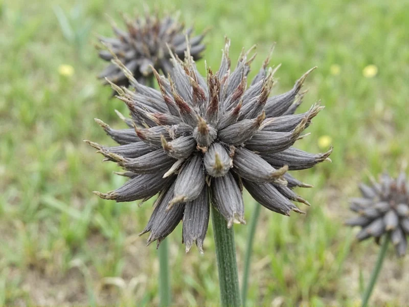 Black Caraway Plant: Facts, Uses & Growing Guide
