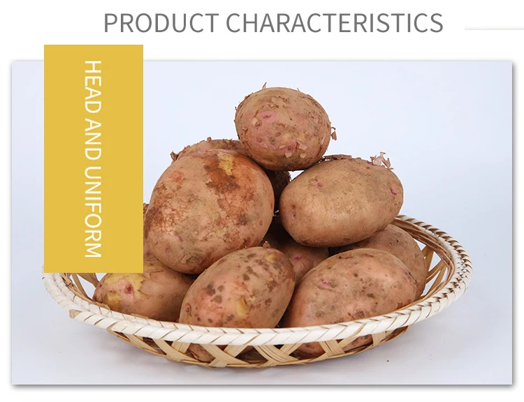 Populiarios daržovių šviežių bulvių eksporto šviežios saldžiosios bulvės pigiai