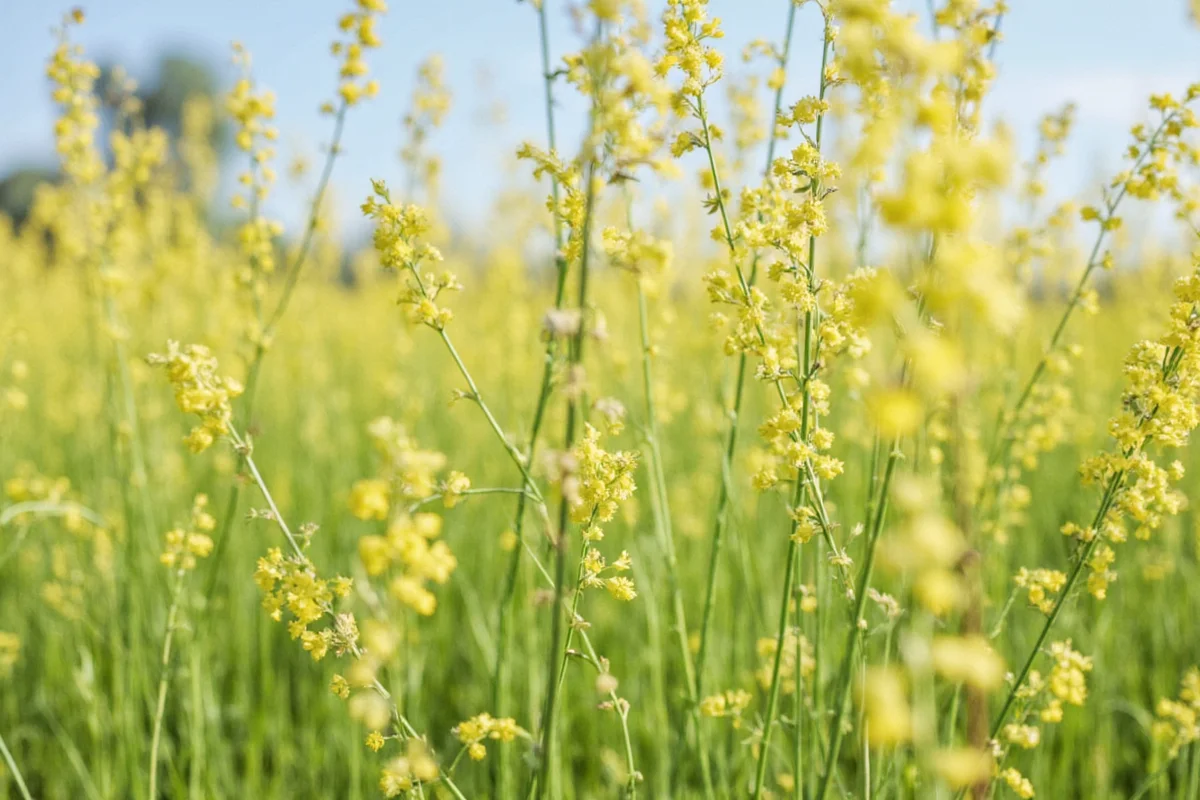 Thriving Plant Cultures in 2025: Expert Insights