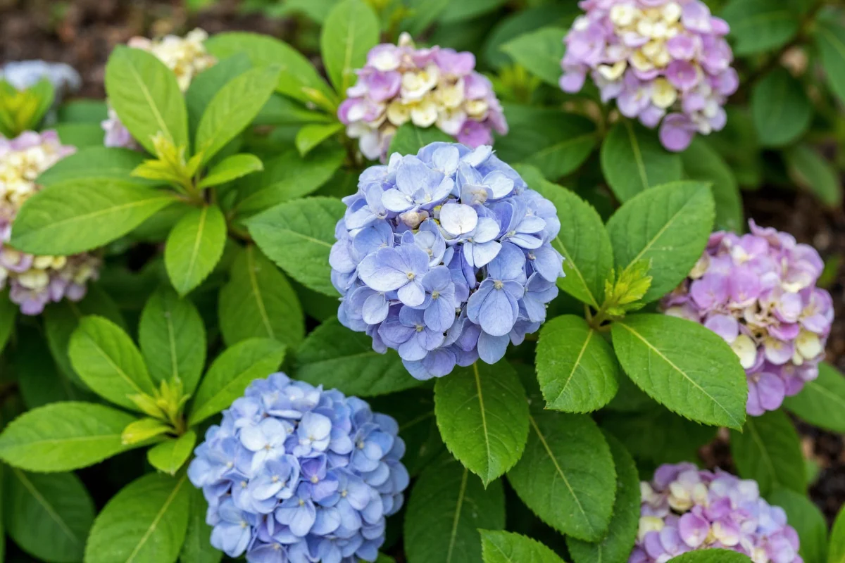 how to plant a hydrangea tree