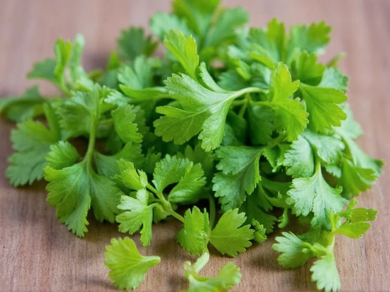Cuban Cilantro: Facts, Uses, and Growing Tips