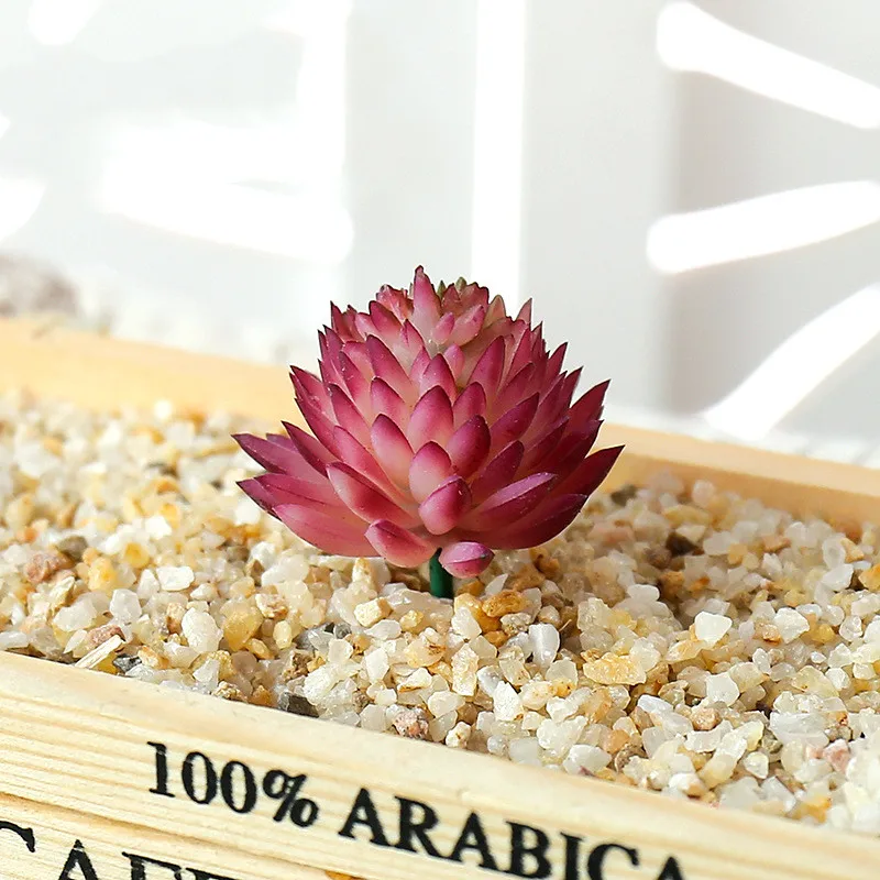 succulents live (9).jpg
