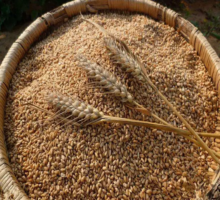 粮食洗衣干衣机小麦清洗机