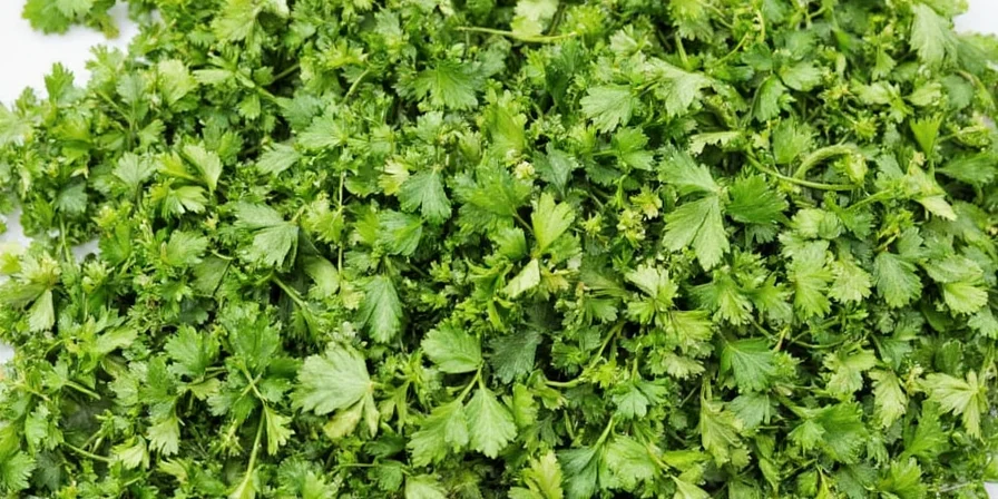 Home Dried Cilantro Hanging to Dry