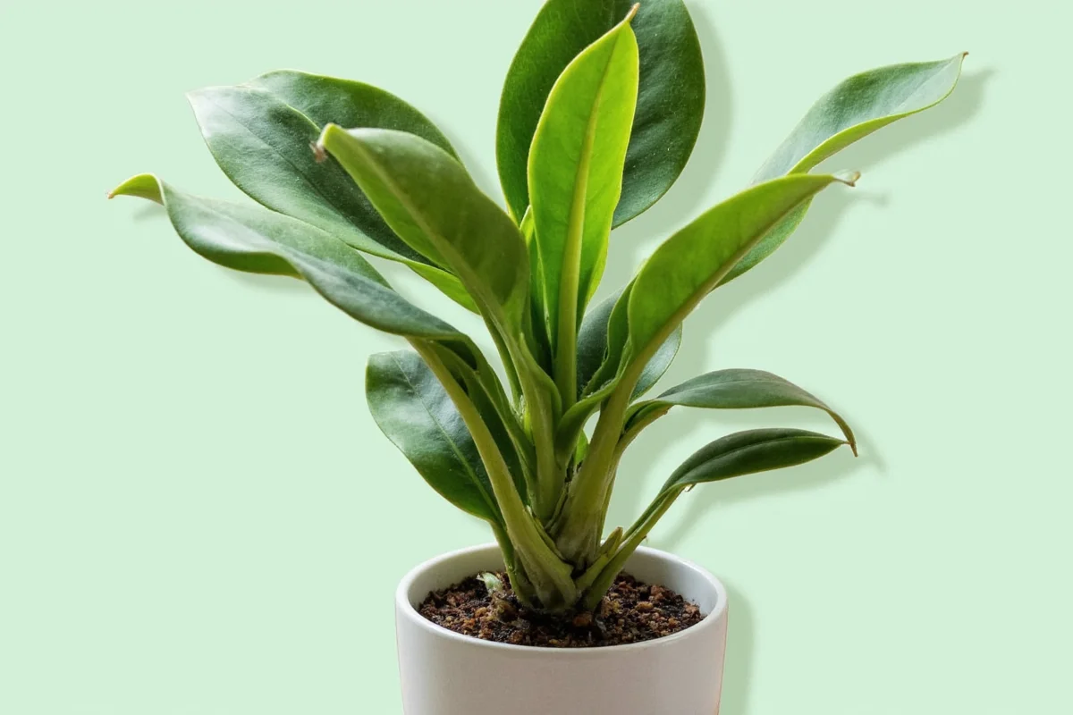 how to tell if snake plant needs water