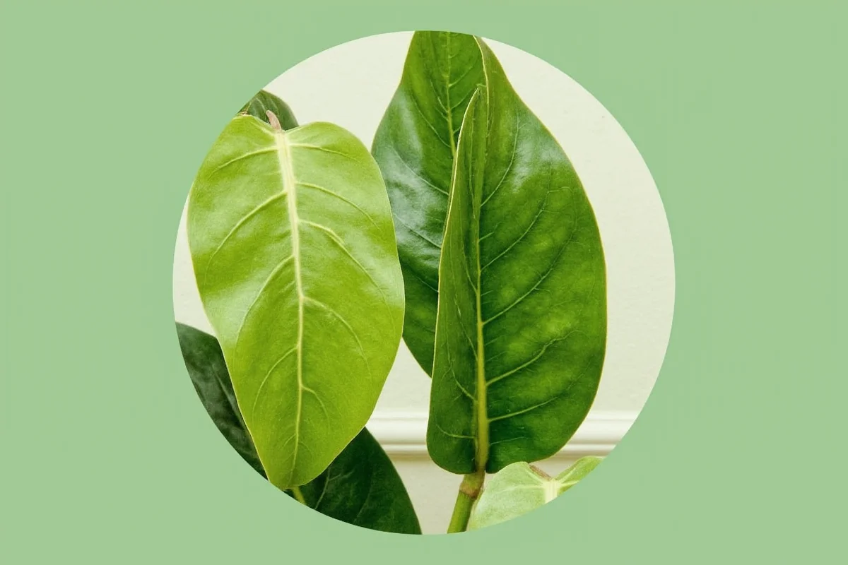 how to take care of a fiddle leaf fig plant
