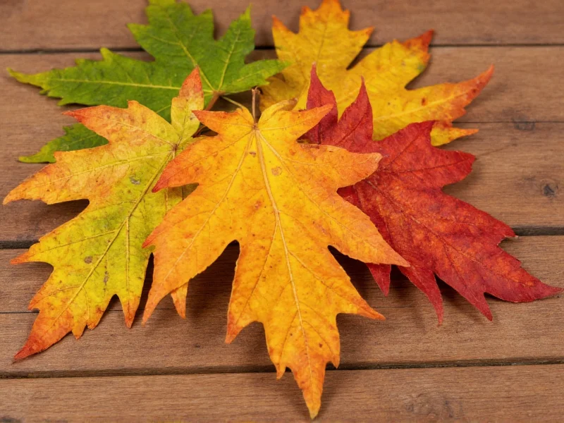 Freshly collected maple and oak leaves on wooden table