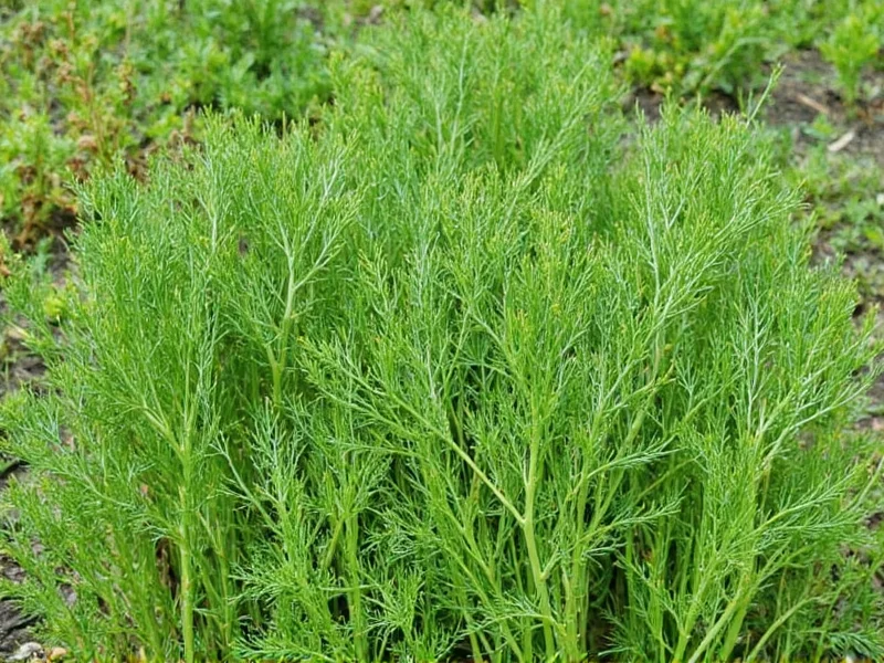 Typische Gerichte mit Dill