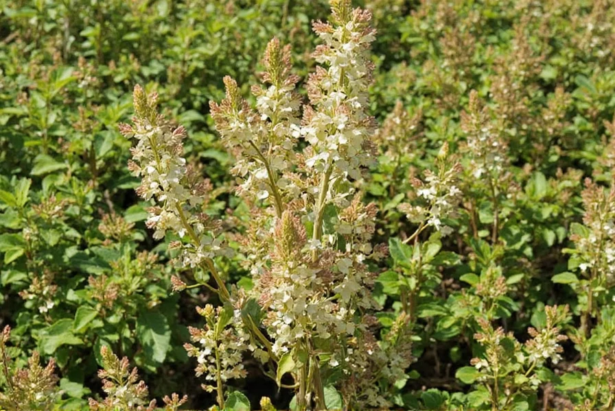 ginger wine ninebark