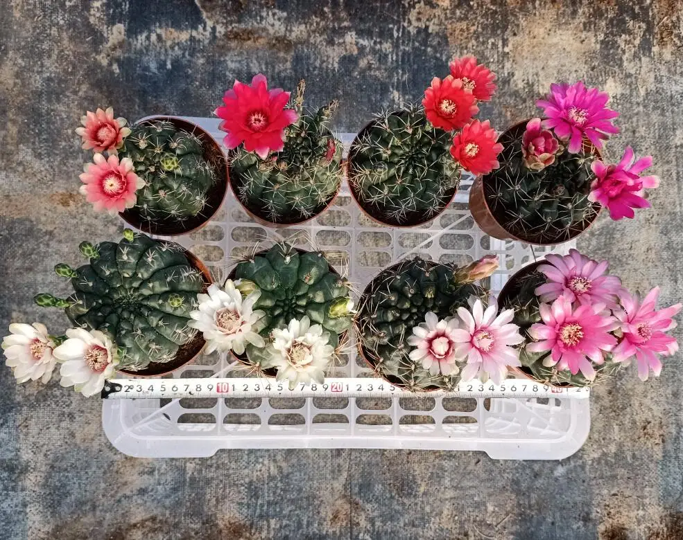 
hotsale Cactus Gymnocalycium baldianum for wholesale 