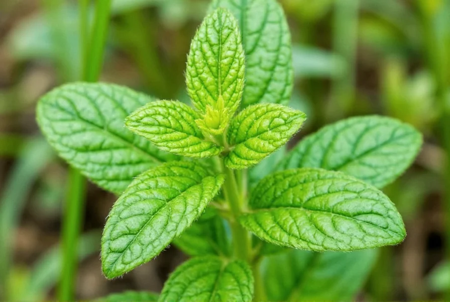 Ginger Mint Herb: Flavor, Uses & Growing Guide