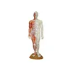 Chinese acupuncture training model Medical acupuncture exercise manikin with muscle