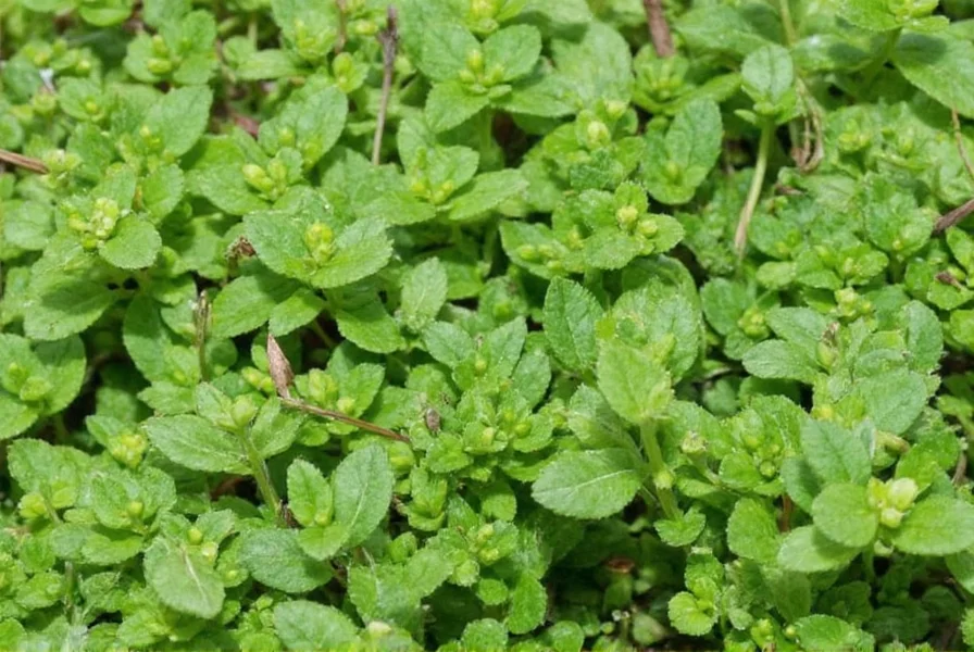 Homemade taco seasoning with Mexican oregano
