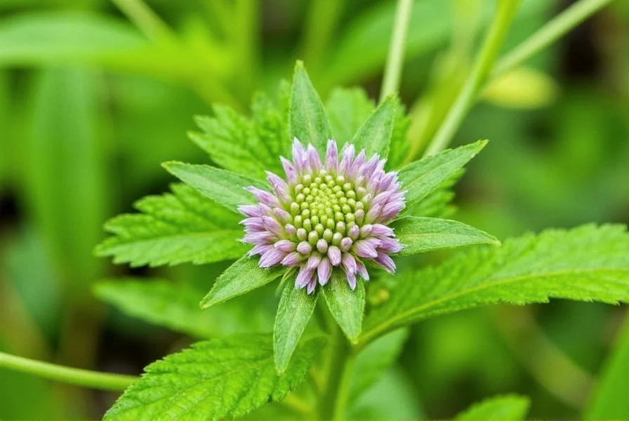 7 surprising secrets of the plant nigella sativa spice seed and superfood all in one