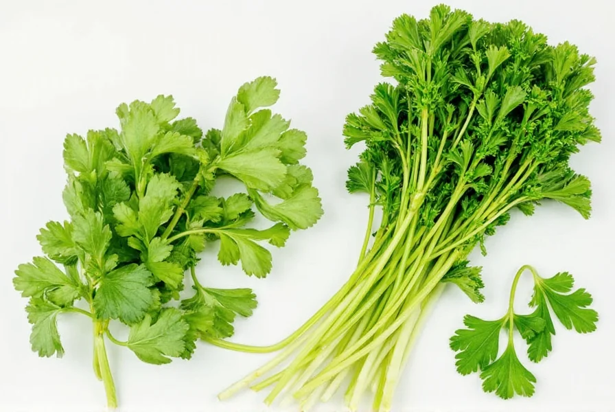 Cilantro and parsley side by side comparison